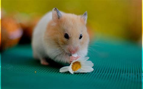 cute hamster pictures|Cute Hamster Photos, Download The BEST Free Cute Hamster .